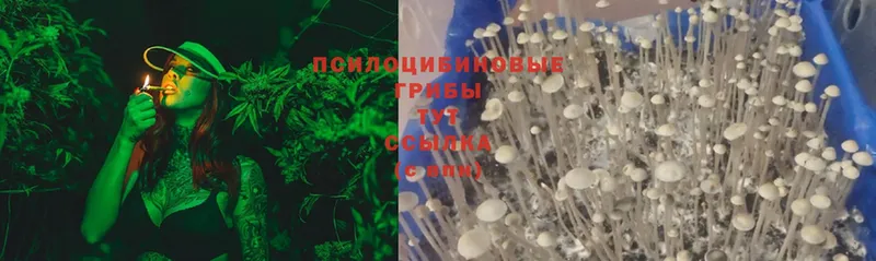 Псилоцибиновые грибы Psilocybine cubensis  ОМГ ОМГ ссылки  Уссурийск 