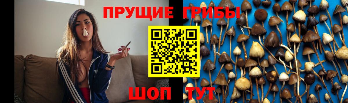 Галлюциногенные грибы Cubensis Уссурийск